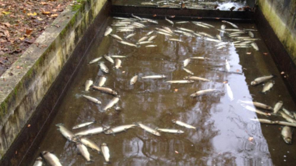 Quelque 310 kg de truites reproductrices et 8500 alevins ont péri dans le canal et les bassins de pisciculture des pêcheurs en rivière nyonnais.