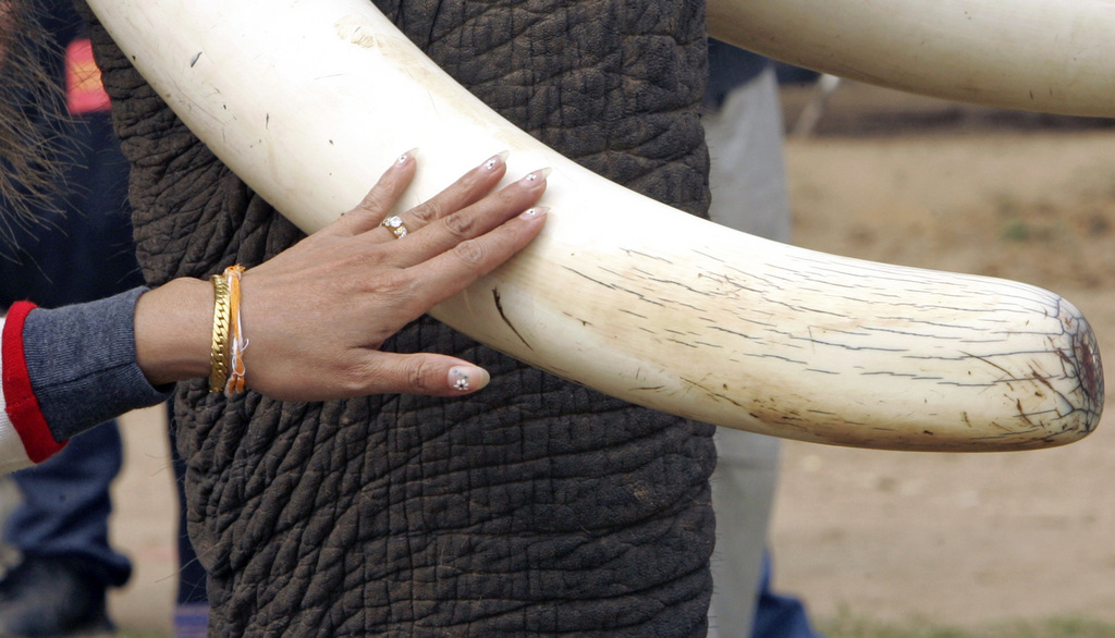A Laotian woman reaches out to touch the ivory tusk of a male elephant at the second annual Elephant Festival in Paklay, Laos, Sunday, Feb. 17, 2008. Organizers of the three day festival are seeking increased awareness of the plight of the Asian elephant and estimate that unless conditions change  in countries like Laos the Asian elephant could all but disappear in less than 50 years.  (AP Photo/David Longstreath)