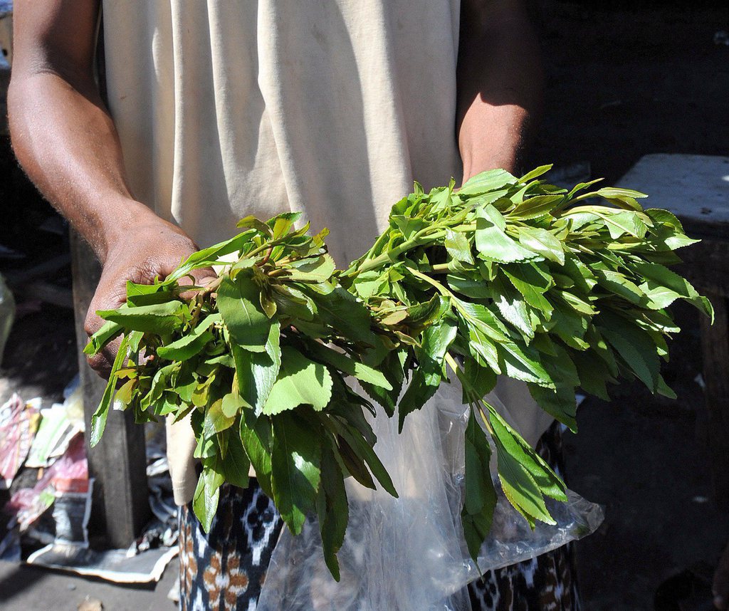 Le khat est un arbuste dont les feuilles ont des effets psychotrope.