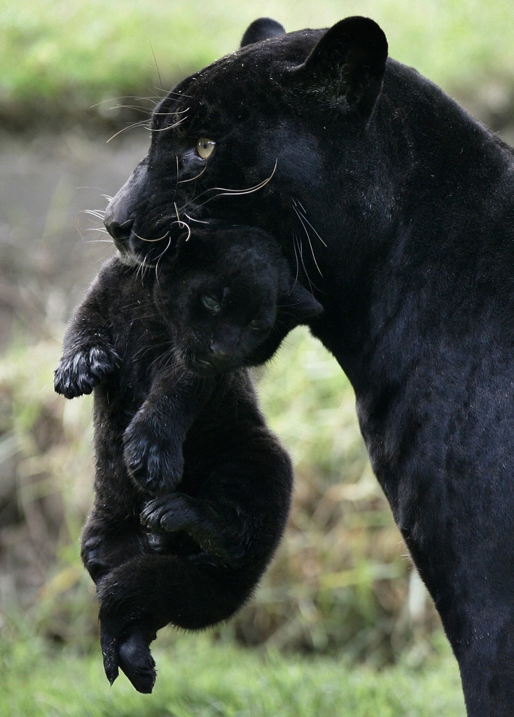 A newborn black jaguar is carried by her mother, named  Venus, at the Park of the Legends zoo in Lima, Friday, May 8, 2009. The cub, born on April 14, is the fourth born in captivity in Peru and still hasn?t received a name. (AP Photo/Karel Navarro)