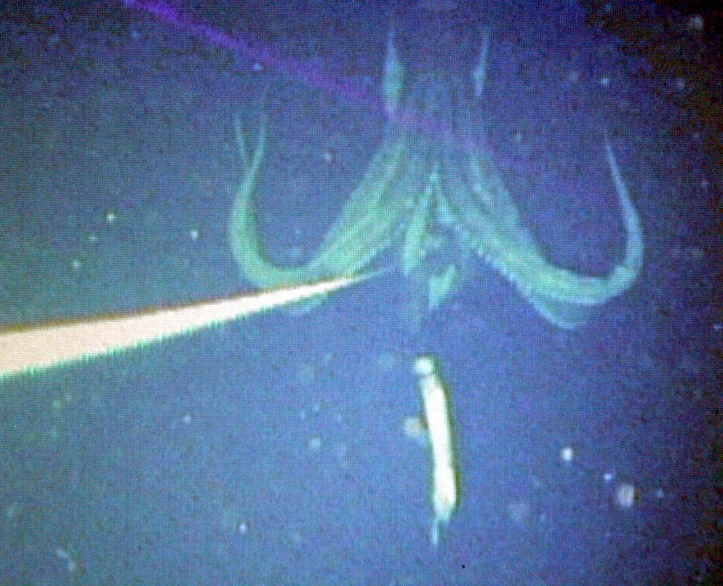 Un calamar géant de huit mètres a été filmé par une équipe de scientifiques nippons et américains par 900 mètres de fond dans le Pacifique.