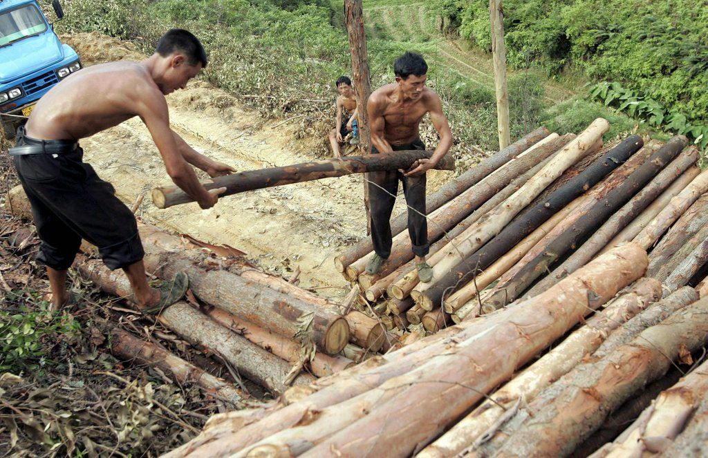 Des travailleurs chargent des troncs d'eucalyptus sur un camion en Malaysie. 