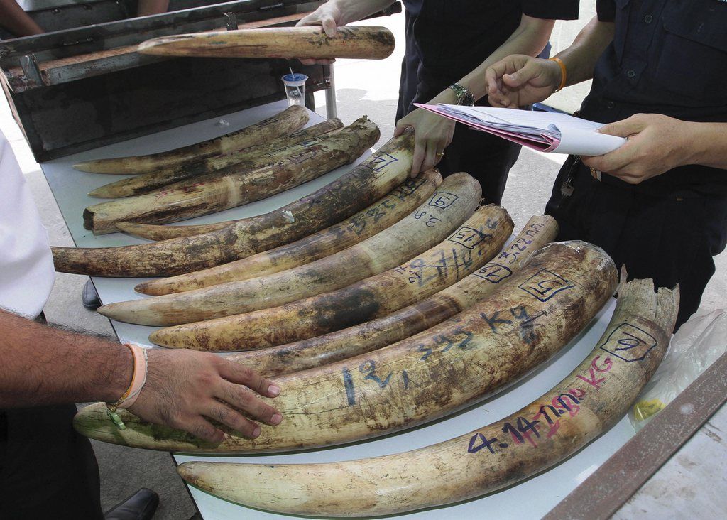 Thai custom officials examine the elephant tusks as they are shown at a news conference in Bangkok, Thailand, Monday, Nov. 5, 2012. According to the customs office, the 22 pieces of ivory at the estimate value of about 8 million baht ($258,000), believed to have been shipped from Africa, destined to China, were seized at a cargo warehouse in Bangkok. Wildlife experts say the multimillion-dollar ivory trade threatens the survival of the African elephant. (AP Photo/Sunti Tehpia)