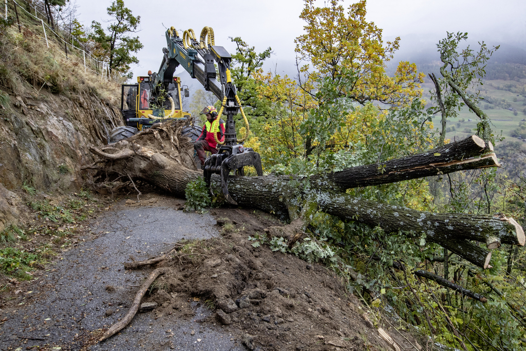Un bûcheron enlève un arbre tombé dans le Haut-Valais.