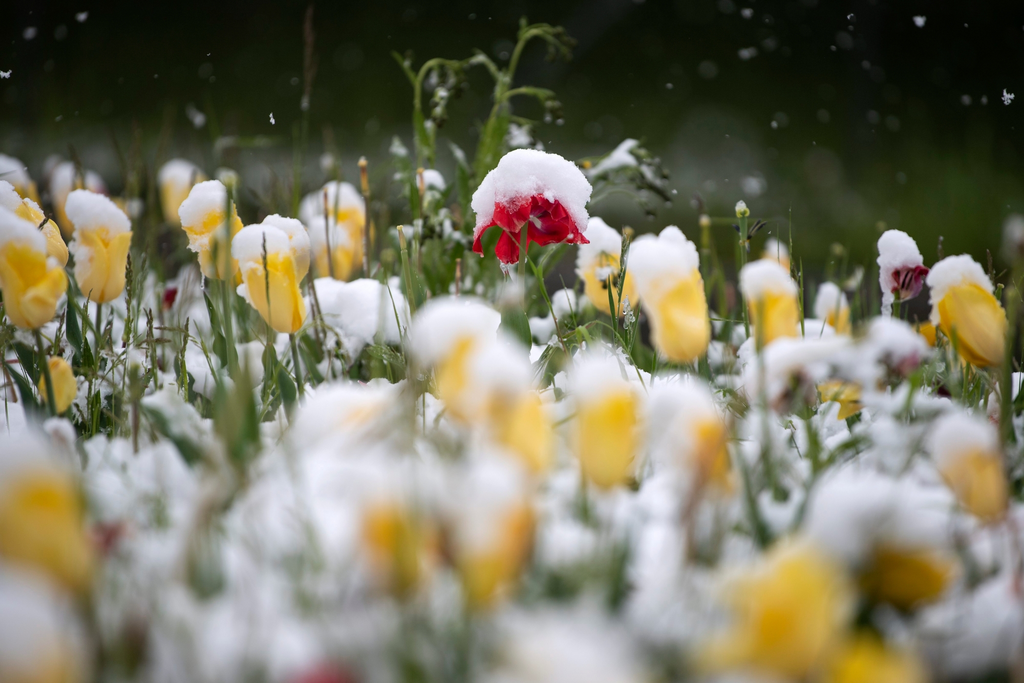 Ein Tulpenbeet liegt unter einer Schneedecke, am Sonntag, 5. Mai 2019, in Thun. (KEYSTONE/Peter Schneider) SCHWEIZ WETTER SCHNEE