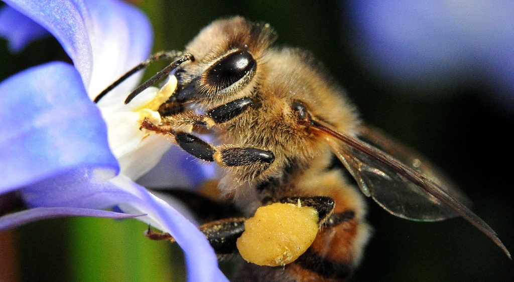 L'abeille n'est pas le seul insecte menacé de disparition, mais elle est devenue le symbole des dangers planant sur la biodiversité. 