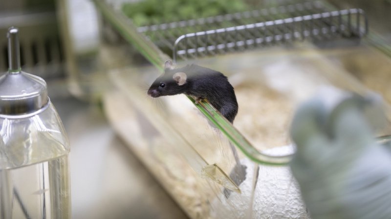 Les souris ont été les animaux les plus utilisés par les laboratoires en 2018. (Illustration)