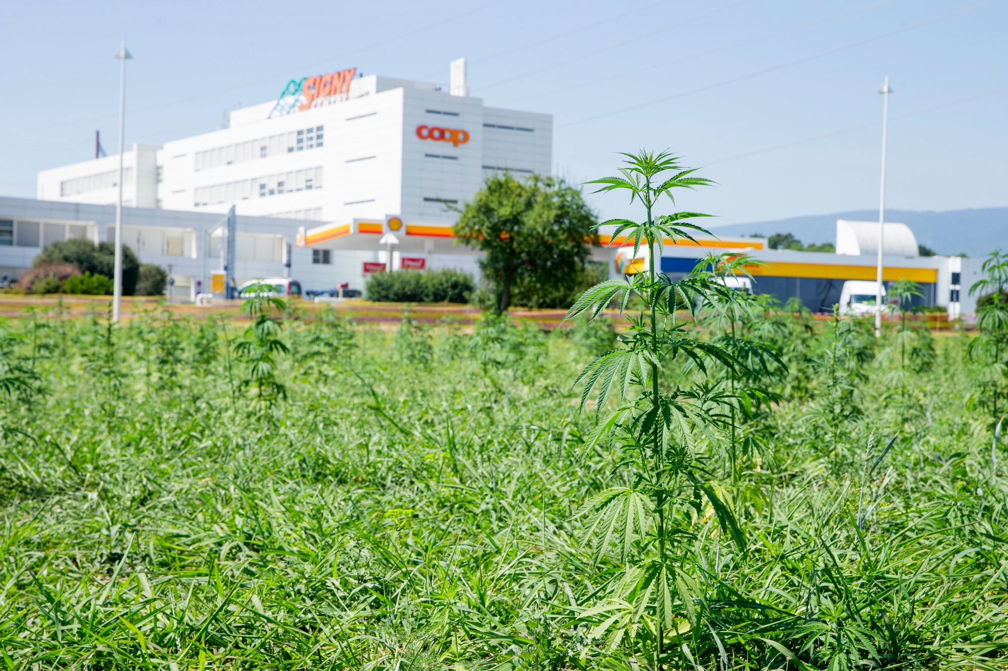Deux hectares de cannabis entre Signy Centre et Paléo