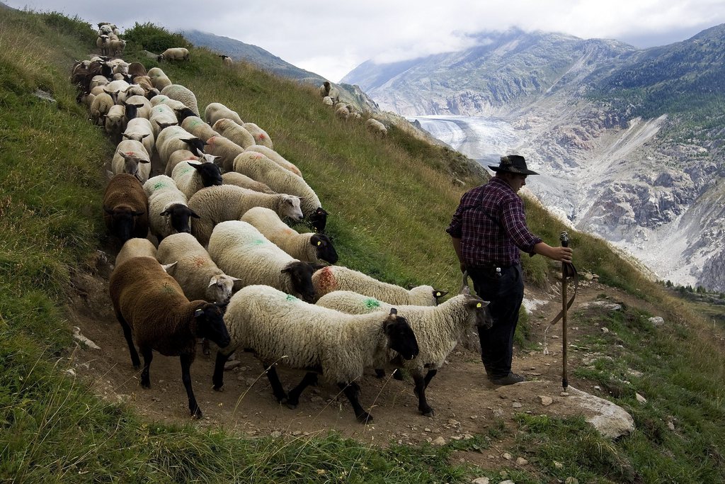 A flock of alpine sheep, walking on the path of a cliff since the summer grazings high above the Aletschgletscher glacier to Belalp in the canton of Valais, during the "Schaeferwocheende" in Belalp near Blatten, Switzerland, August 29, 2009. (KEYSTONE/Jean-Christophe Bott)