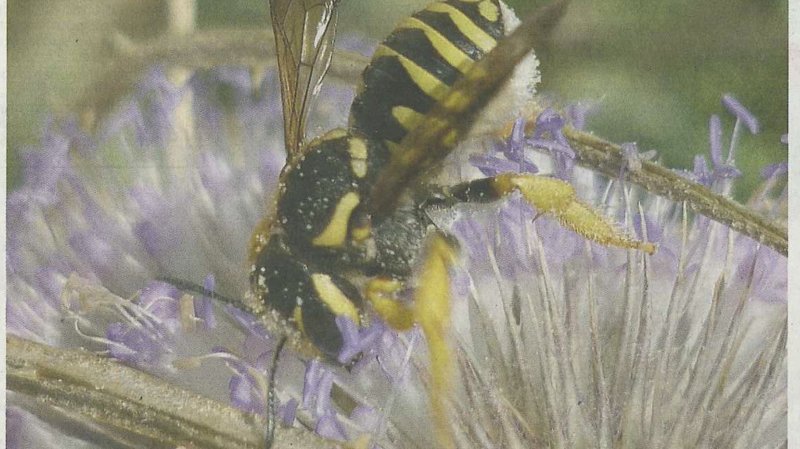 Conférence abeilles sauvages et visite guidée