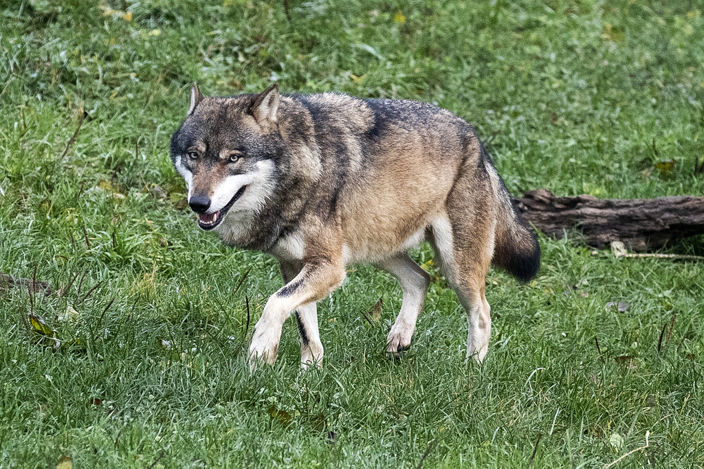 Les cantons doivent informer les éleveurs actifs dans les régions où se trouvent des loups des possibles mesures de protection des troupeaux.