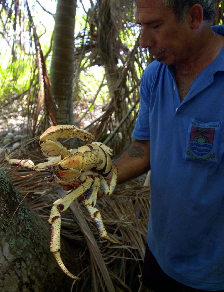 Les crabes de cocotier peuvent atteindre la taille d'un mètre. (Illustration)