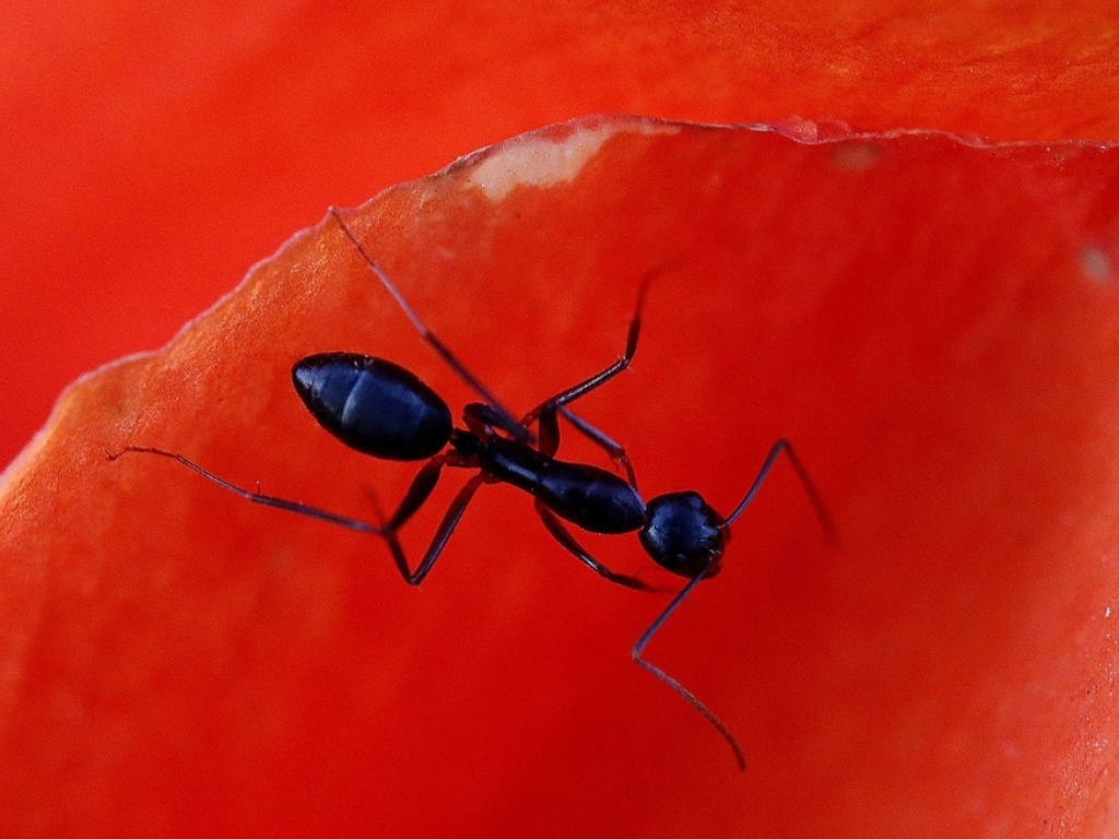 Les fourmis noires des jardins sont aussi menacées par les néonicotinoïdes. (Illustration)