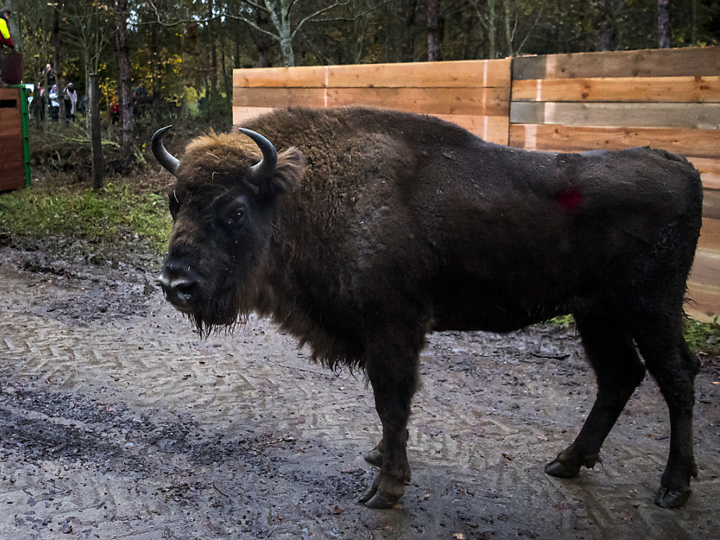 Les bisons étaient arrivés en novembre dernier dans la forêt de Suchy (VD) en provenance de Pologne (archives).