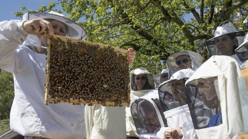 Visite des ruches