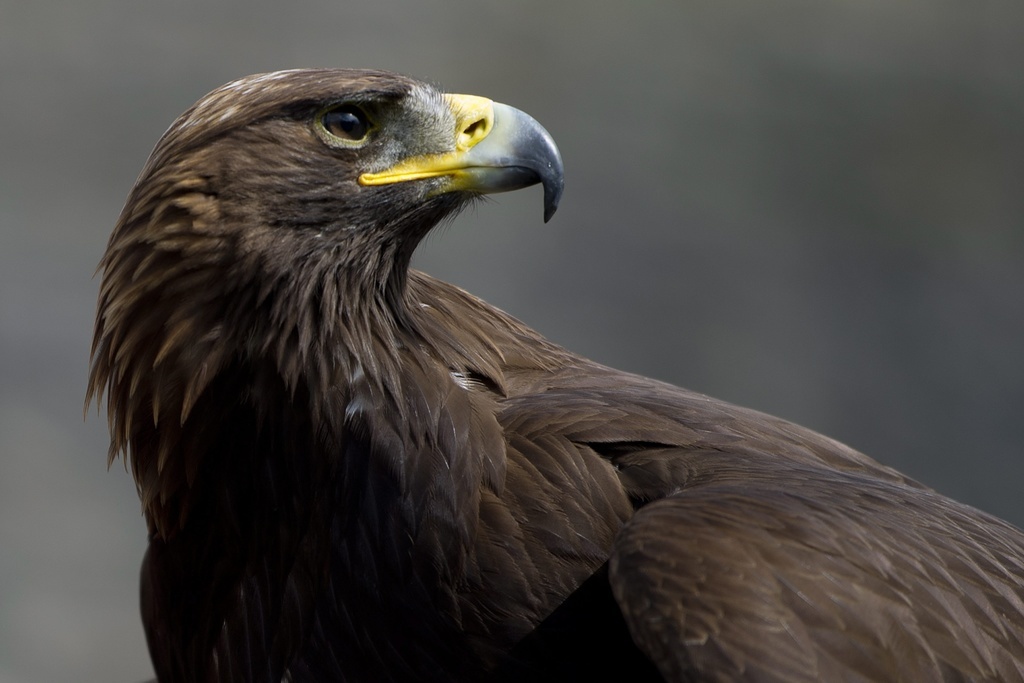 L'aigle royal fait partie des espèces dites vulnérables.
