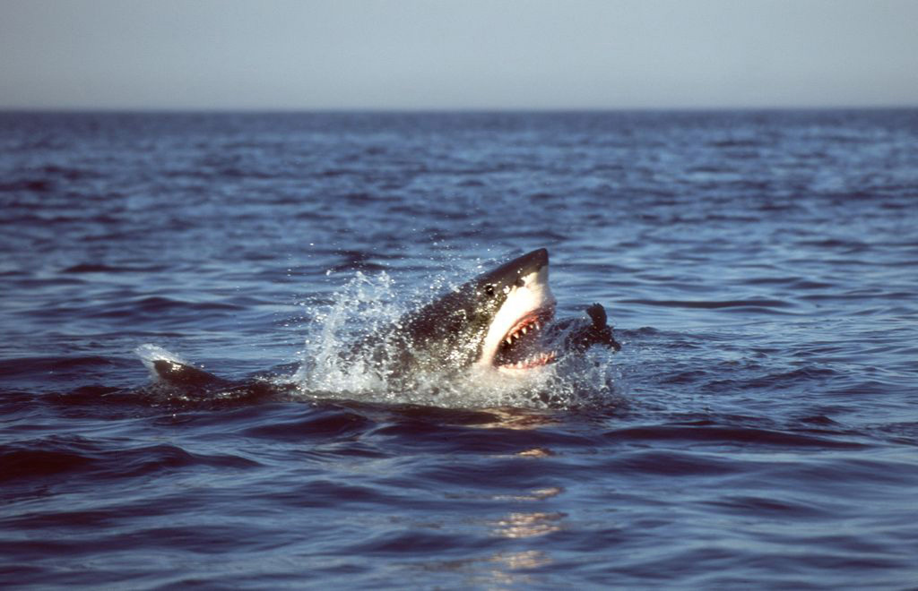 Une dent recueillie sur les lieux a permis de confirmer qu'il s'agissait bien d'un grand requin blanc.