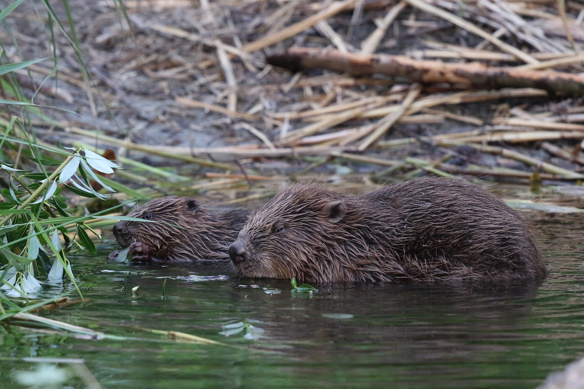On retrouve des castors au bord du canal de la Broye, dans les environs du Centre-nature Birdlife de la Sauge.