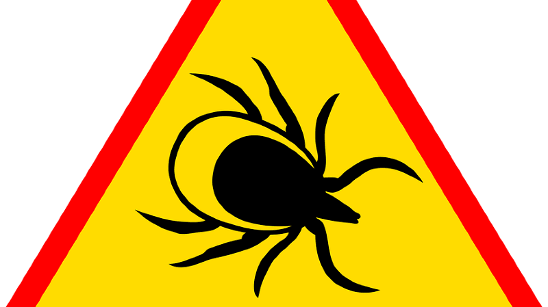 Conférence : Lyme et ses co-infections